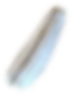 Seed