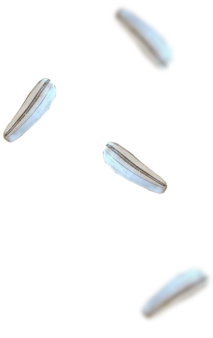 Right Product